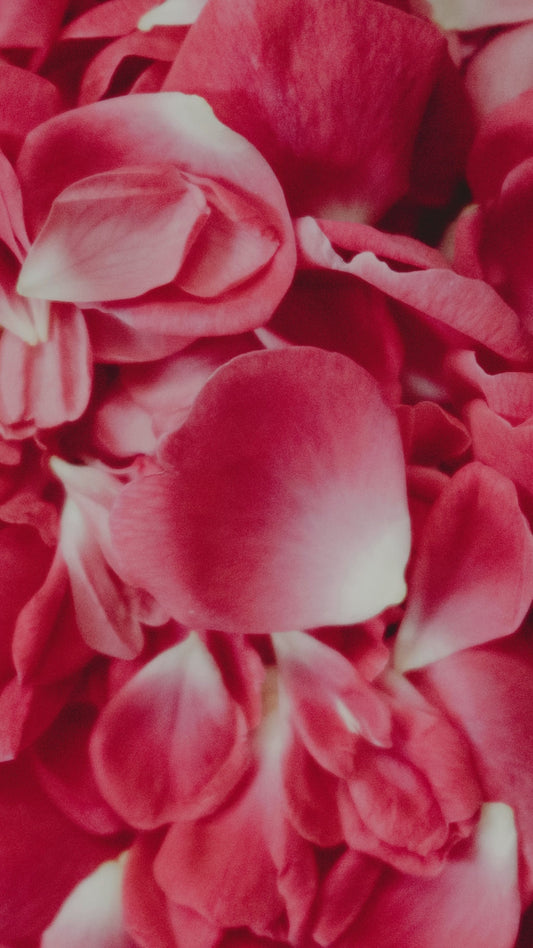 Valentine's Day Discovery Set | Vegan Wax Melts